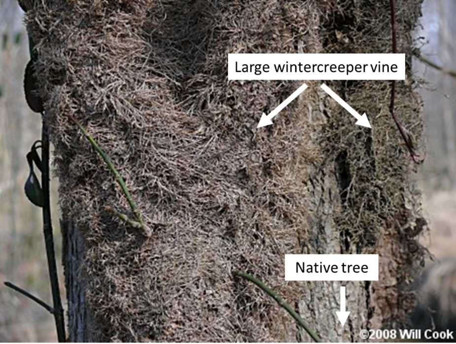 Photo of large wintercreeper vine on a native tree